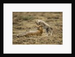 Cheetah cub and mother by Anonymous
