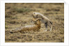 Cheetah cub and mother by Anonymous