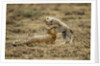 Cheetah cub and mother by Anonymous