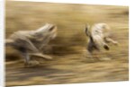 Cheetah cubs playing at Ngorongoro Conservation Area, Tanzania by Anonymous