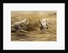 Cheetah cubs playing at Ngorongoro Conservation Area, Tanzania by Anonymous