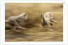 Cheetah cubs playing at Ngorongoro Conservation Area, Tanzania by Anonymous
