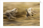 Cheetah cubs playing at Ngorongoro Conservation Area, Tanzania by Anonymous
