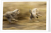 Cheetah cubs playing at Ngorongoro Conservation Area, Tanzania by Anonymous