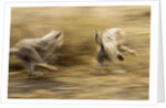 Cheetah cubs playing at Ngorongoro Conservation Area, Tanzania by Anonymous