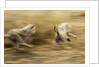 Cheetah cubs playing at Ngorongoro Conservation Area, Tanzania by Anonymous