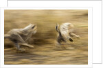 Cheetah cubs playing at Ngorongoro Conservation Area, Tanzania by Anonymous