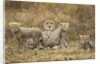Cheetah cubs and their Mother by Anonymous
