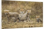 Cheetah cubs and their Mother by Anonymous
