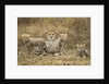 Cheetah cubs and their Mother by Anonymous