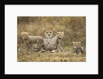 Cheetah cubs and their Mother by Anonymous