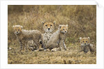 Cheetah cubs and their Mother by Anonymous