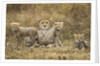 Cheetah cubs and their Mother by Anonymous