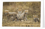 Cheetah cubs and their Mother by Anonymous