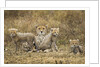 Cheetah cubs and their Mother by Anonymous
