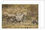 Cheetah cubs and their Mother by Anonymous