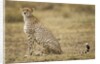 Cheetah cub and mother by Anonymous