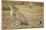 Cheetah cub and mother by Anonymous