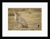 Cheetah cub and mother by Anonymous