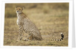 Cheetah cub and mother by Anonymous