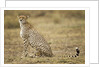 Cheetah cub and mother by Anonymous