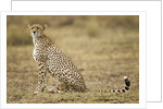 Cheetah cub and mother by Anonymous