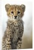 Cheetah Cub by Anonymous