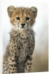 Cheetah Cub by Anonymous