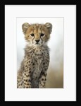 Cheetah Cub by Anonymous