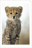 Cheetah Cub by Anonymous