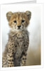 Cheetah Cub by Anonymous