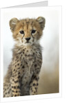 Cheetah Cub by Anonymous