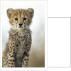 Cheetah Cub by Anonymous