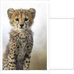 Cheetah Cub by Anonymous