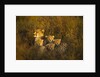 Cheetah cubs and their Mother by Anonymous