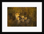 Cheetah cubs and their Mother by Anonymous
