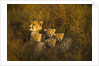 Cheetah cubs and their Mother by Anonymous