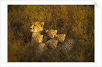 Cheetah cubs and their Mother by Anonymous