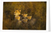 Cheetah cubs and their Mother by Anonymous