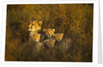 Cheetah cubs and their Mother by Anonymous