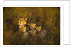 Cheetah cubs and their Mother by Anonymous