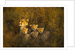 Cheetah cubs and their Mother by Anonymous