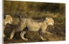 Playing Cheetah cubs by Anonymous