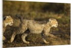 Playing Cheetah cubs by Anonymous