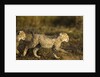 Playing Cheetah cubs by Anonymous
