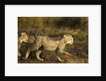 Playing Cheetah cubs by Anonymous