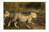 Playing Cheetah cubs by Anonymous