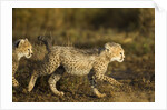 Playing Cheetah cubs by Anonymous