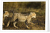 Playing Cheetah cubs by Anonymous
