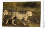 Playing Cheetah cubs by Anonymous